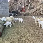 غنم ثنايا ورباعيات خلفات وثنتين مضاريع شرط التواصل واتس