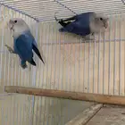 زوج طيور روز بالد منتج وصور الانتاج موجودة