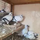 حمام شامي عمري بوز