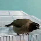 ذكر بلبل سوري