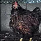 وايندوت رد بلو اجمل الألوان- الباحة