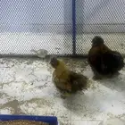 ديك ودجاج قطني