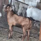 تيس مخصي سمين على الشرط العمر 7 شهور