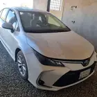 كوريلا الموقع محافظه الحائط