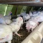 دجاج لاحم للبيع