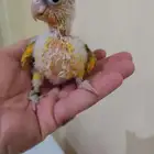 فرخ كنيور ( تم البيع )