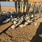 حمام فرنس لاحم سلفر وابيض