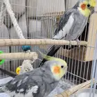 ببغاء للبيع