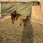 عنز حمراء عليها عناق