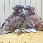 لعشاق البخارى