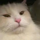 قط ابيض  حليبي مفقود في حي ضاحية الملك فهد الحي 3