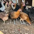 دجاج بلدي بياض