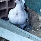 تاكسن مطور - الباحة