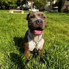 اميريكان بولي American Bully