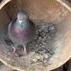 جوز قلابي منتج