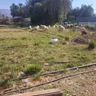 نجران الموفجه