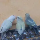 انثى وذكر طيور الروز