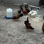 دجاج بلدي للبيع