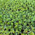 شتلات باذنجان