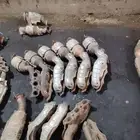 دبات تلوث جيب شاص ربع صالون من مودبل 2009