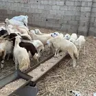 رخال وخرفان