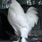 ملتحي نوادر النوادر- الباحة