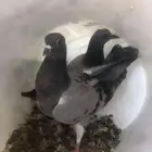 فروخ حمام زاجل مذبوح جاهز مشحمات شي طيب