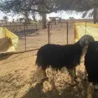 فحل نجدي شرط صحه وقريع