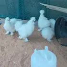 طقم دجاج قطني