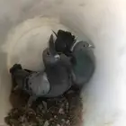 فروخ حمام زاجل مذبوح جاهز مشحمات شي طيب