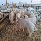 ذبايح حري نعيم تيوسر .