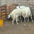 طليان حريه جبره