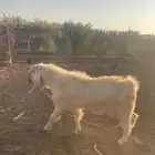 تيس مصري مشروك اجم