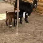 عنزين متاويم