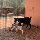 معزاء متاومه طيبه