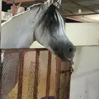 حصان ولد مرجان الزبير