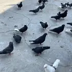 حمام قلابي قطيفي