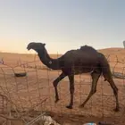 قعود أصفر ادلم