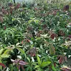 مانجو جيزان مضمون