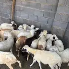 خرفان بلدي تربية