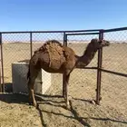 بكره مفروده جزر او مقنوي طيبه