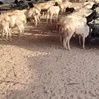 برابر و تيوس صوماليه جذعان و ثنيان للبيع