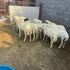 خرفان ذبائح وتربية بلدي