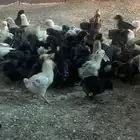 صوص بلد للبيع