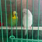 زوج طيور حب