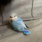 فروخ روز اليف