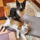 قطط بلدي منقذة للتبني