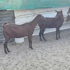 محايليات دهم طيبات