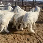 ذبائح طليان ورخال مع الذبح والتوصيل