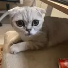 قطة سكوتش فولد أنثى